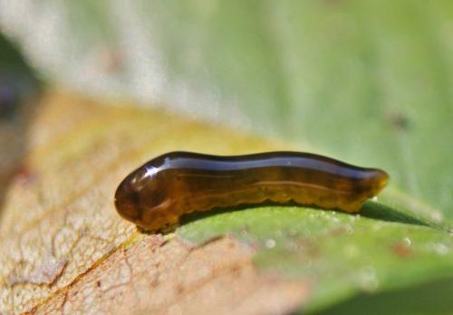 Caliroa cerasi